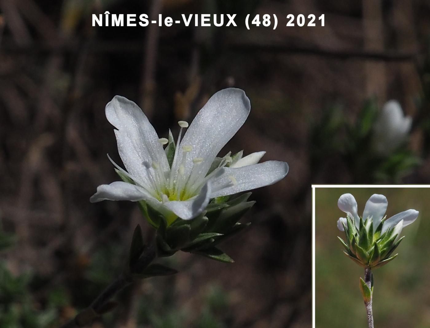 Sandwort, Clustered flower